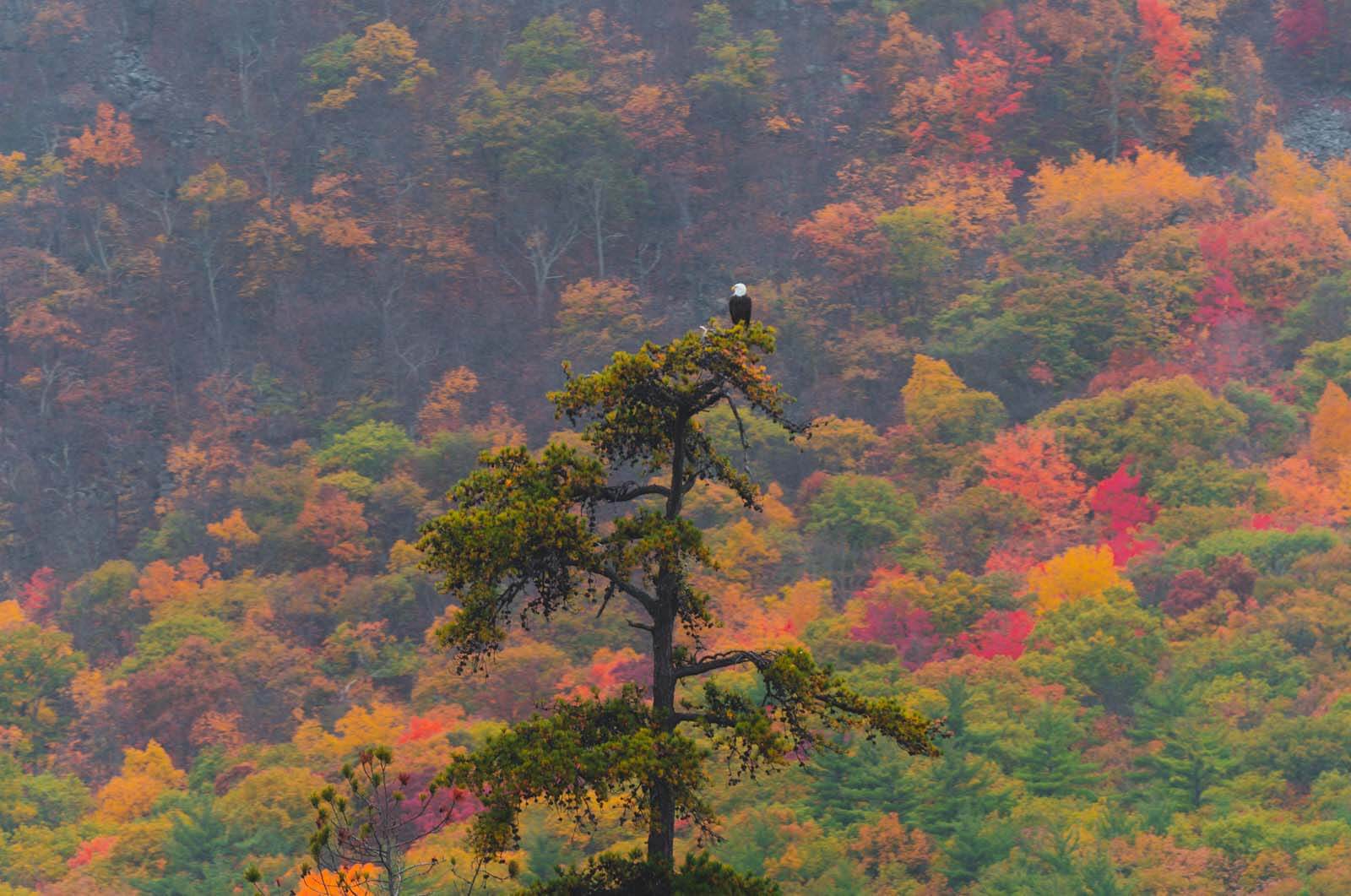 bald eagle nesting at Lake Geroge from the steamboat tour in New York