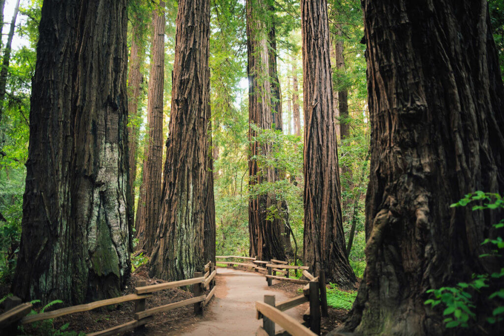 beautiful-trail-along-Muir-Woods-National-Monument-in-Northern-California