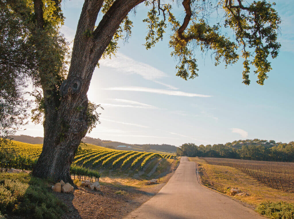 beautiful-vineyards-and-scene-in-Paso-Robles-California