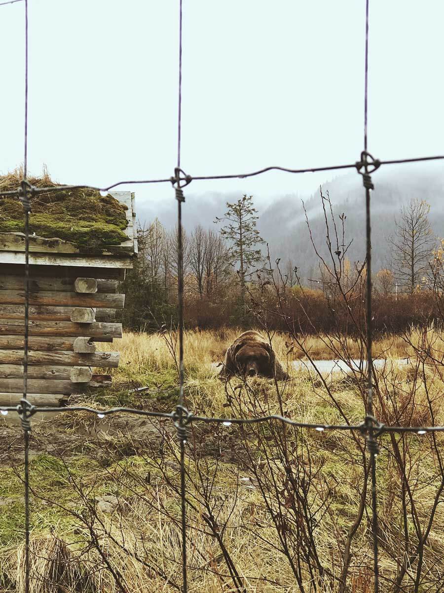 brown-bear-at-alaska-wildlife-conservation-center