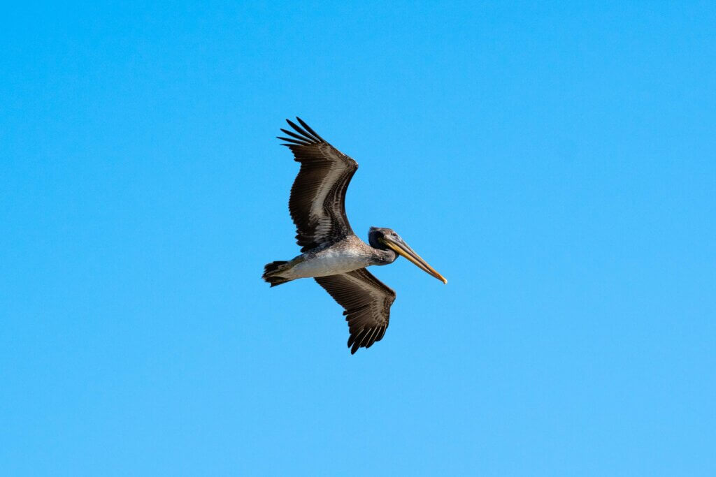 brown pelican spotted inside Washington-Slagbaai National Park in Bonaire