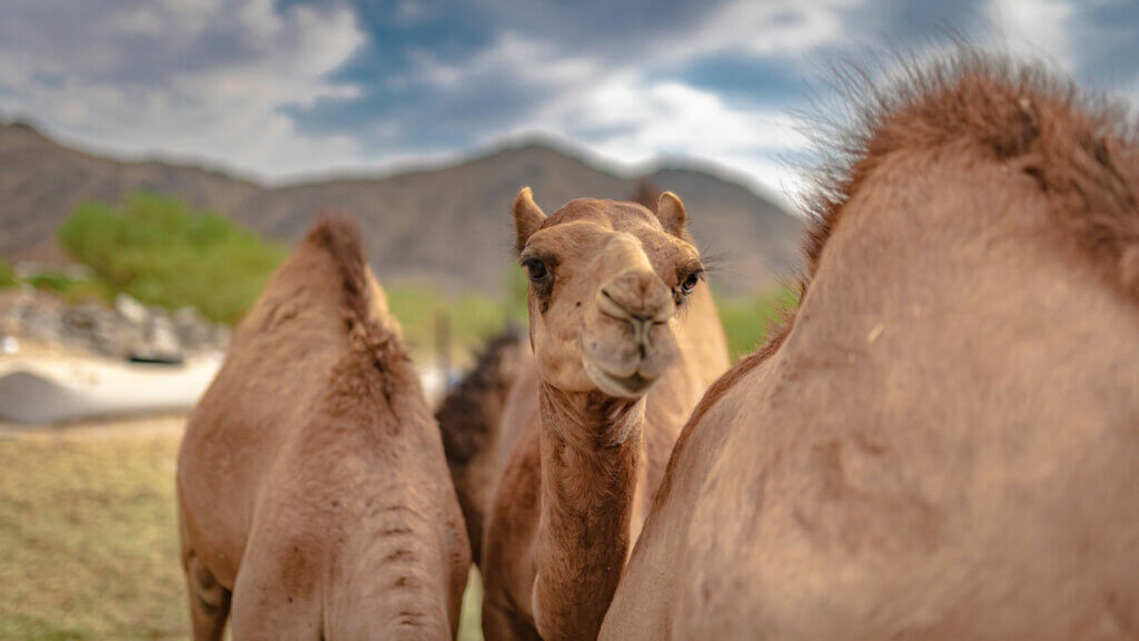 camels-at-Living-Desert-Zoo-and-Gardens-in-Palm-Springs