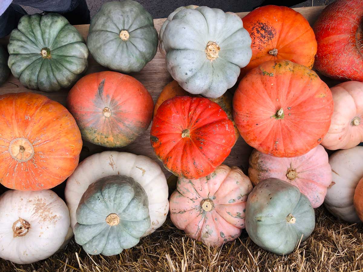 colorful-pumpkins-at-Joesphs-Wayside-Market-in-Naples-New-York-Finger-Lakes