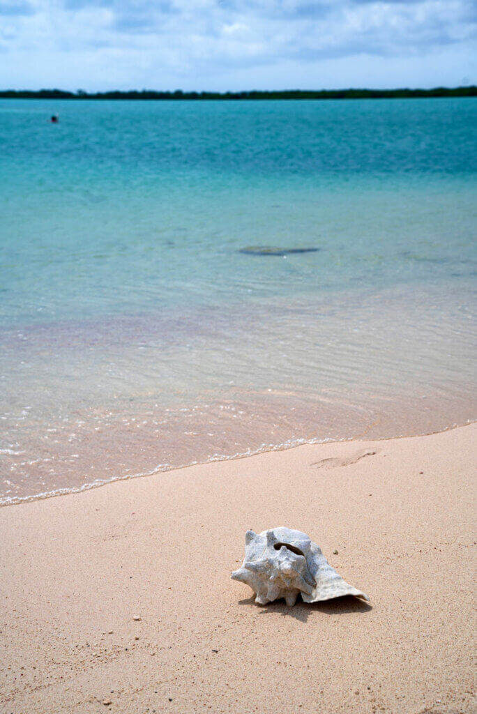 conch shell and light pink sand at Bonaire at Lac Cai Beach at Lac Bay