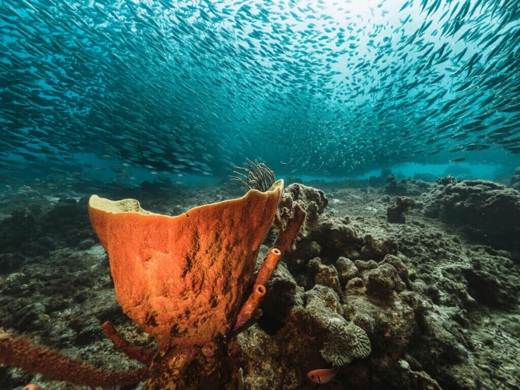 coral-reef-and-schools-of-fish-around-Playa-Kalki-snorkeling-and-dive-site-in-Curacao