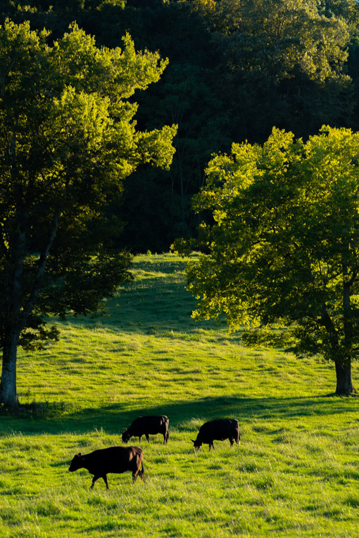 cows grazing in a pasture during golden hour near Leipers Fork Tennessee