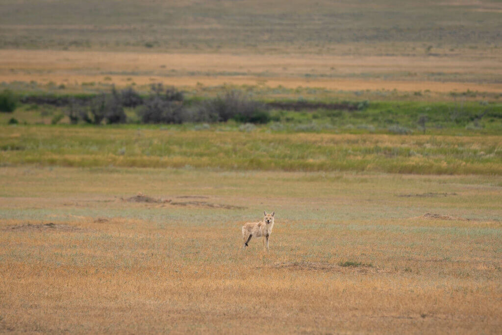 coyote looking for prairie dogs in Grasslands National Park West Block in Saskatchewan Canada