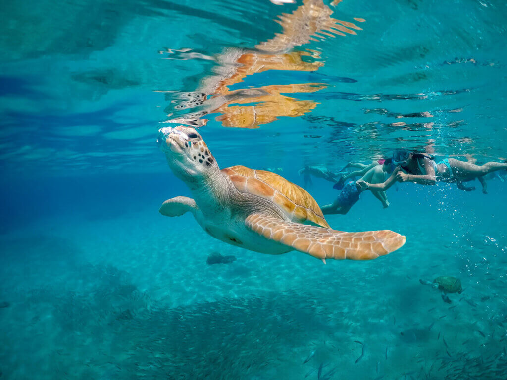 curacao-snorkeling-with-sea-turtles