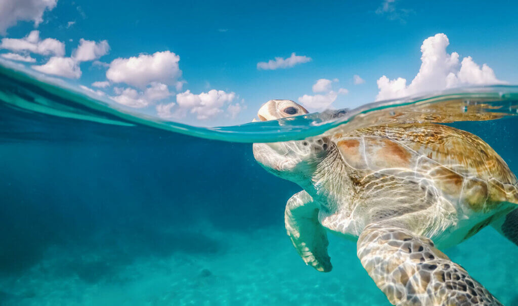 curacao-snorkeling-with-sea-turtles-at-klein-curacao