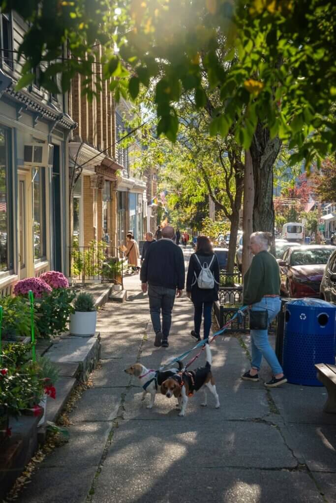 cute dogs on a walk down Main Street in Cold Spring New York in the Hudson Valley