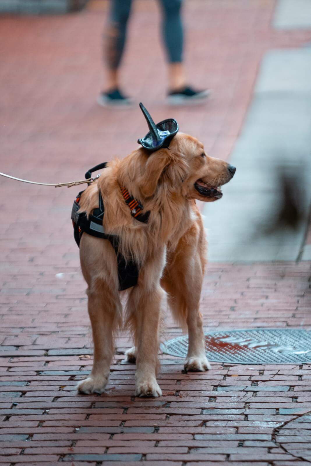 dog dressed up as a witch in salem massachusetts in Octoberf