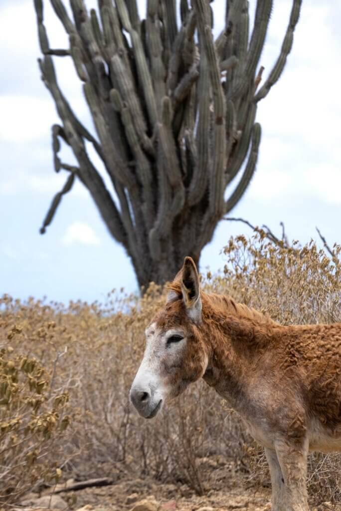 donkey and a cactus at the Donkey Sanctuary in Bonaire