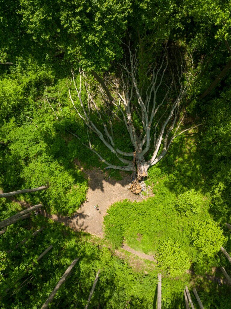 down champion beech tree on the deer creek trail in Susquehanna State Park in maryland