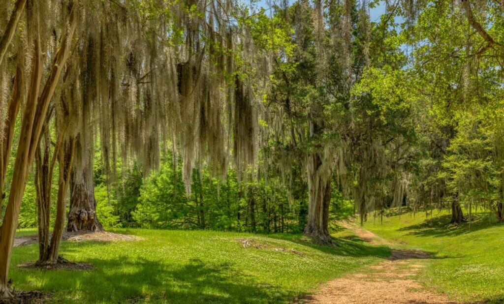 draping-trees-in-St.-Francisville-Louisiana