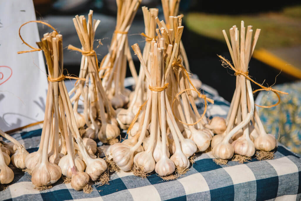 farm-fresh-garlic-at-the-Hudson-Valley-Garlic-Festival-in-Saugerties-New-York