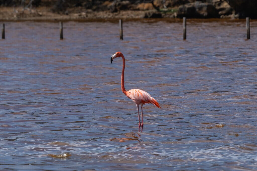 flamingo in Washington-Slagbaai National Park in Bonaire