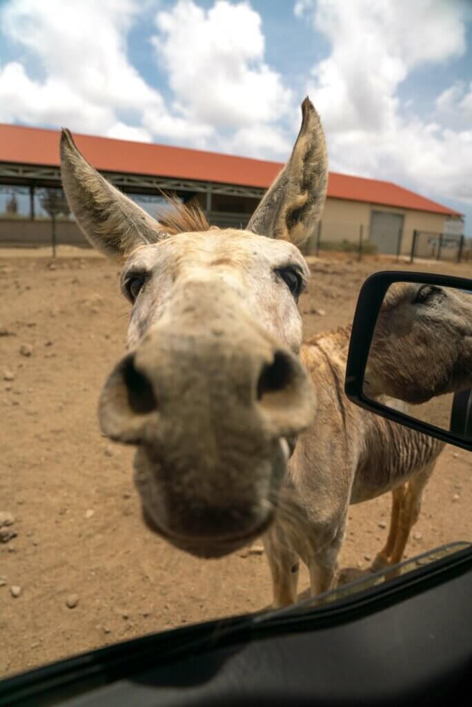friendly donkey approaching our car at the Donkey Sanctuary in Bonaire