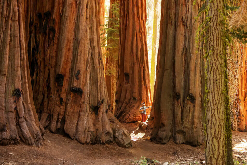 giant-trees-of-California-at-Sequoia-National-Park