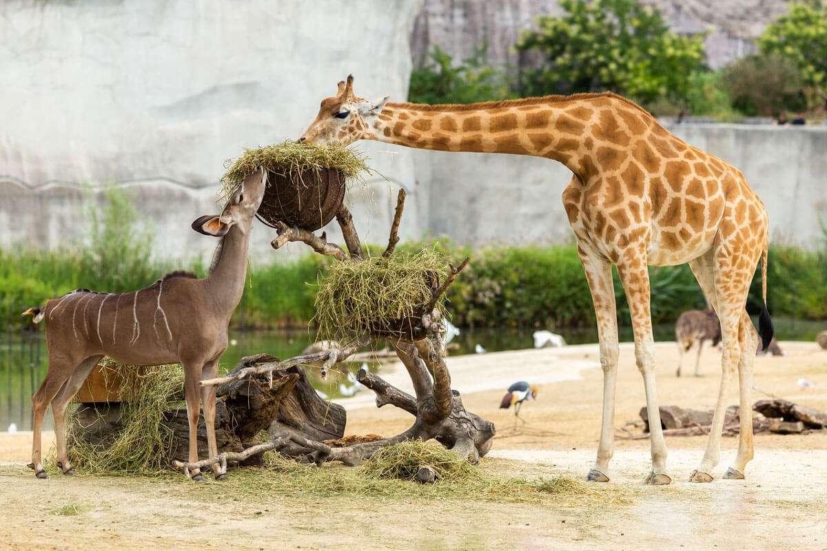 giraffe-and-animals-in-San-Diego-Zoo-in-California