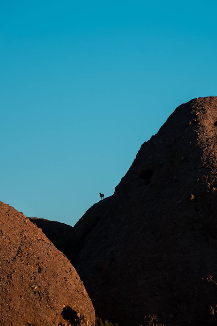 goat on a hill at the Phoenix Zoo in Papago Park near Tempe Arizona