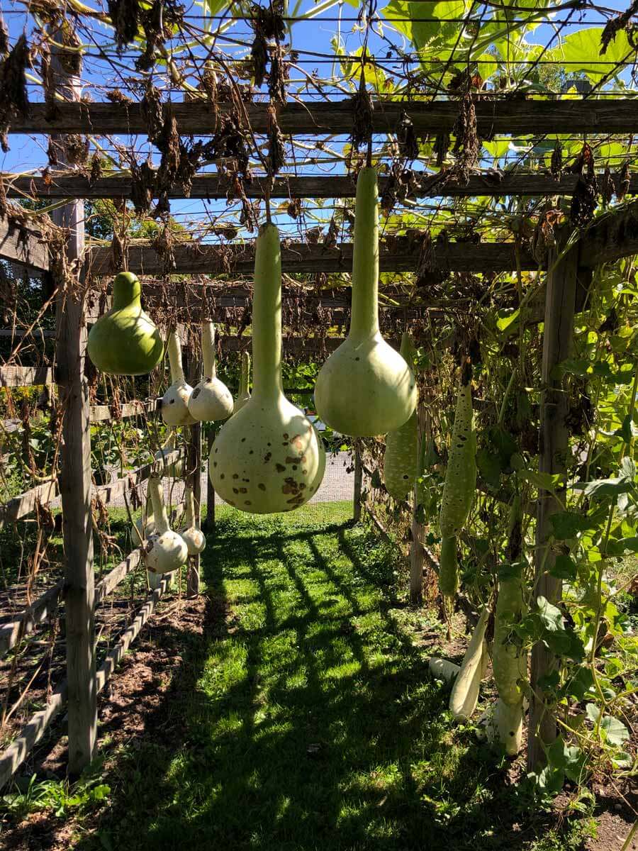 gourds-growing-at-Gourdlandia-in-Ithaca-NY