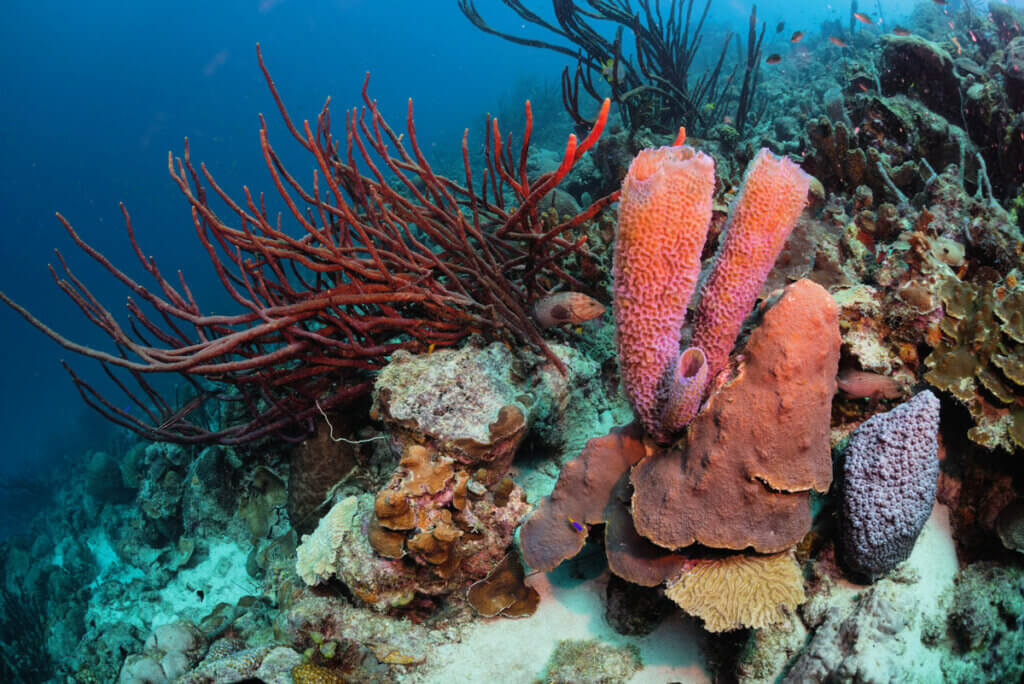healthy-coral-reef-at-Bari-Reef-in-Bonaire