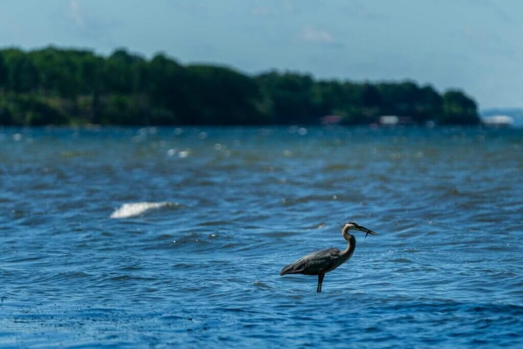 heron at Seneca Lake State Park in the Finger Lakes New York