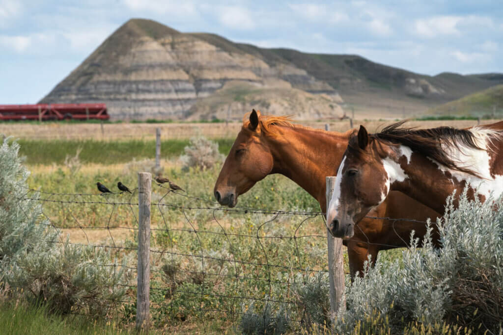 horses just outside of Castle Butte in the Big Muddy Badlands of Saskatchewan