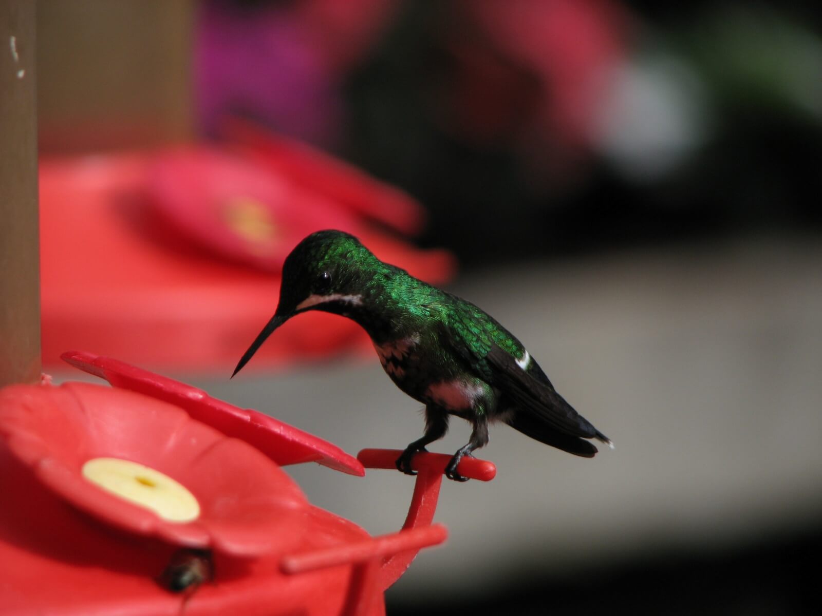 hummingbird in Monteverde in Costa Rica