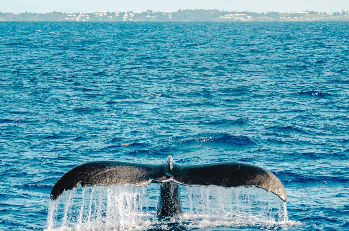 humpback-whale-watching-in-Bermuda
