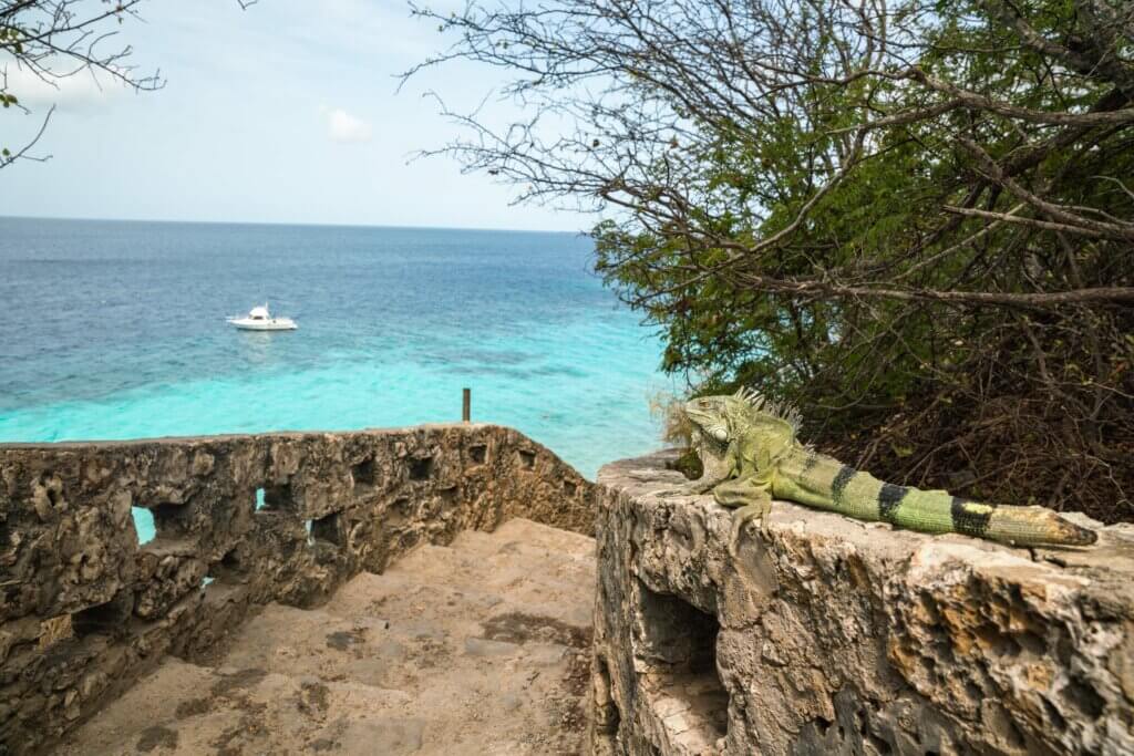 iguana hanging out at the top of the staircase at 1000 steps in Bonaire a popular snorkel and shore diving site