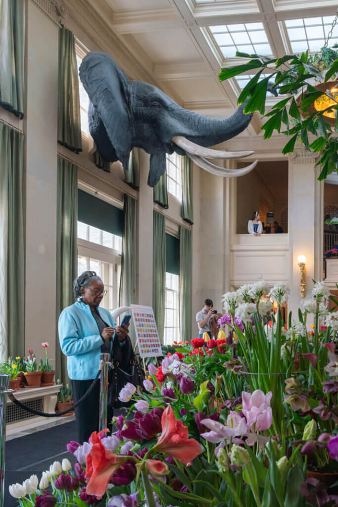 interior of the Eastman Museum in Rochester New York with spring flowers