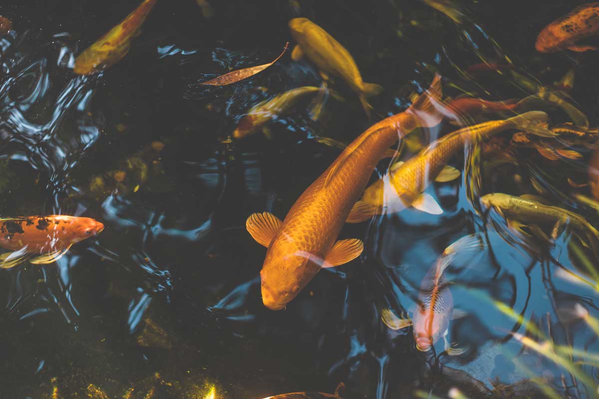 koi-pond-at-the-self-realization-meditation-gardens-in-encinitas-california