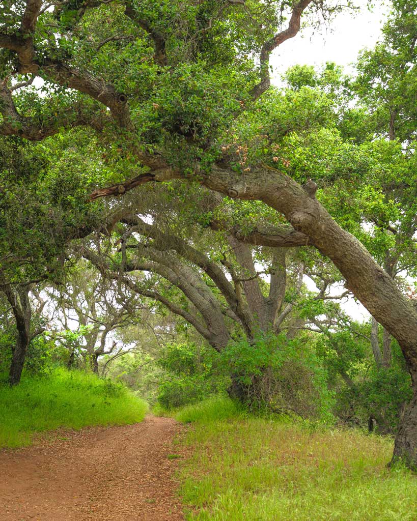 Laguna Coast Wilderness Park in Laguna Canyon