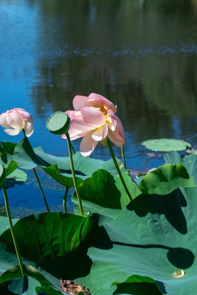 lotus flowers at the Meadowlark Botanical Garden in Fairfax County
