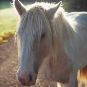 majestic unicorn horse in bohemian switzerland