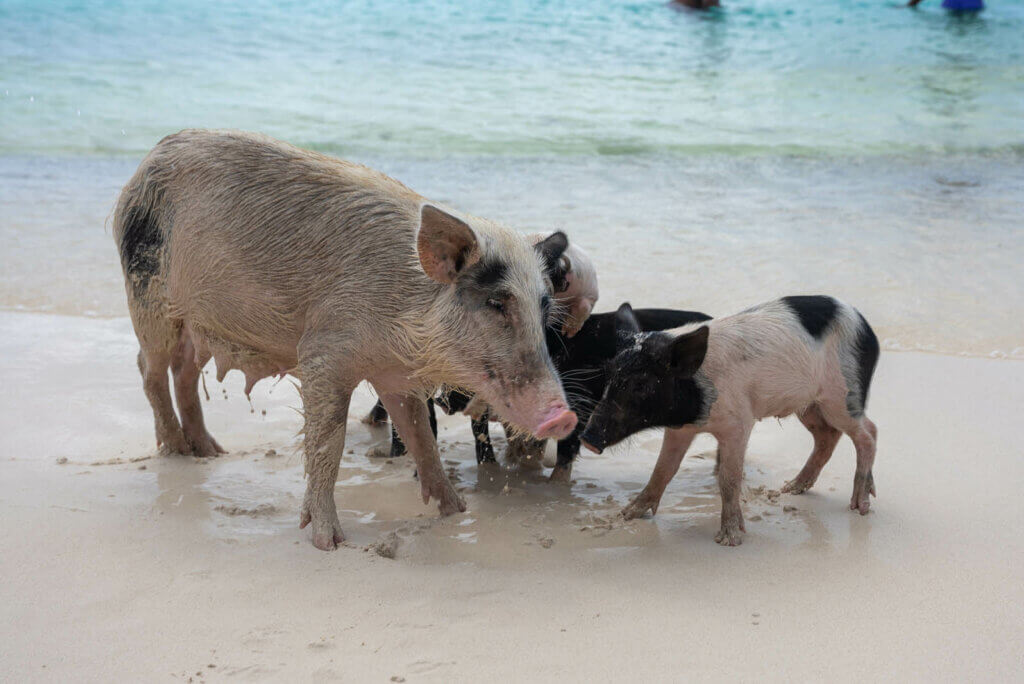 mama pig and her piglets at Grote Knip Beach in Curacao