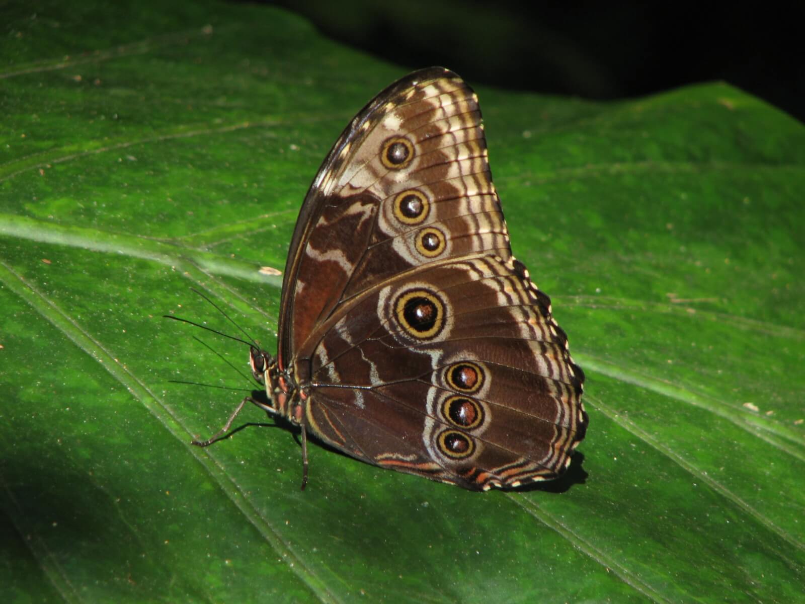 Monteverde Butterfly Garden