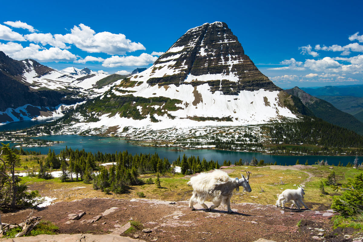 mountain-goats-in-Glacier-National-Park-in-Montana