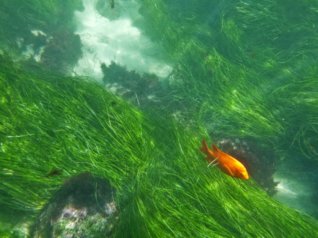 orange-garibaldi-fish-spotted-underwater-in-la-jolla-cove-in-California