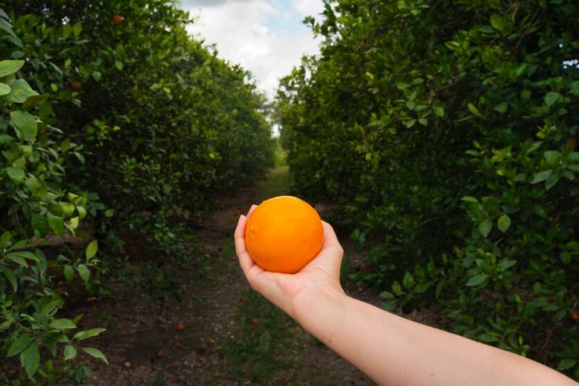 orange in a Florida orange grove in Lake County