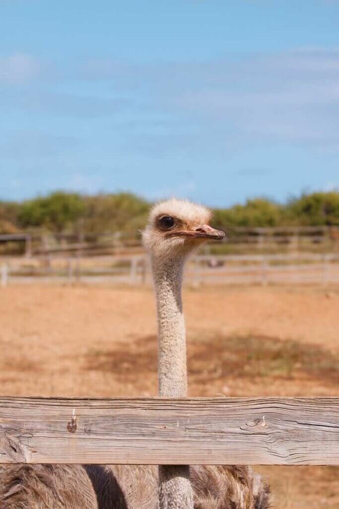 ostrich-from-the-Ostrich-Farm-you-can-visit-in-Curacao