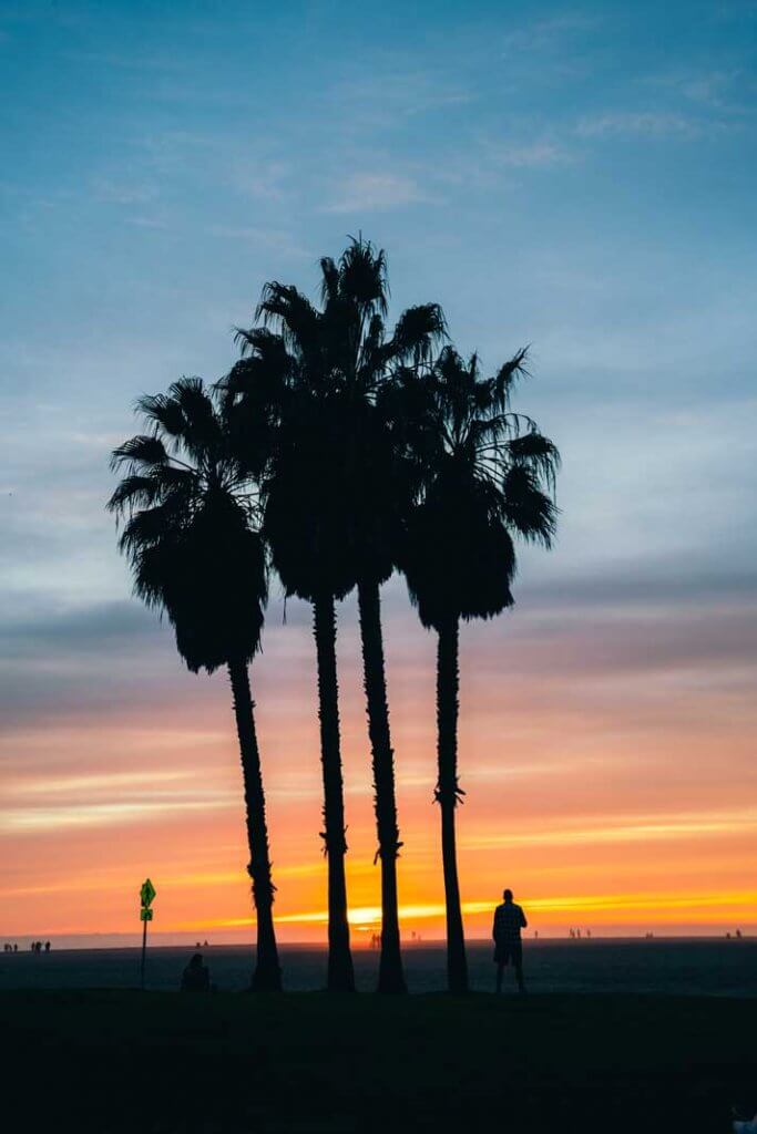 palm trees at sunset at Venice Beach in Los Angeles