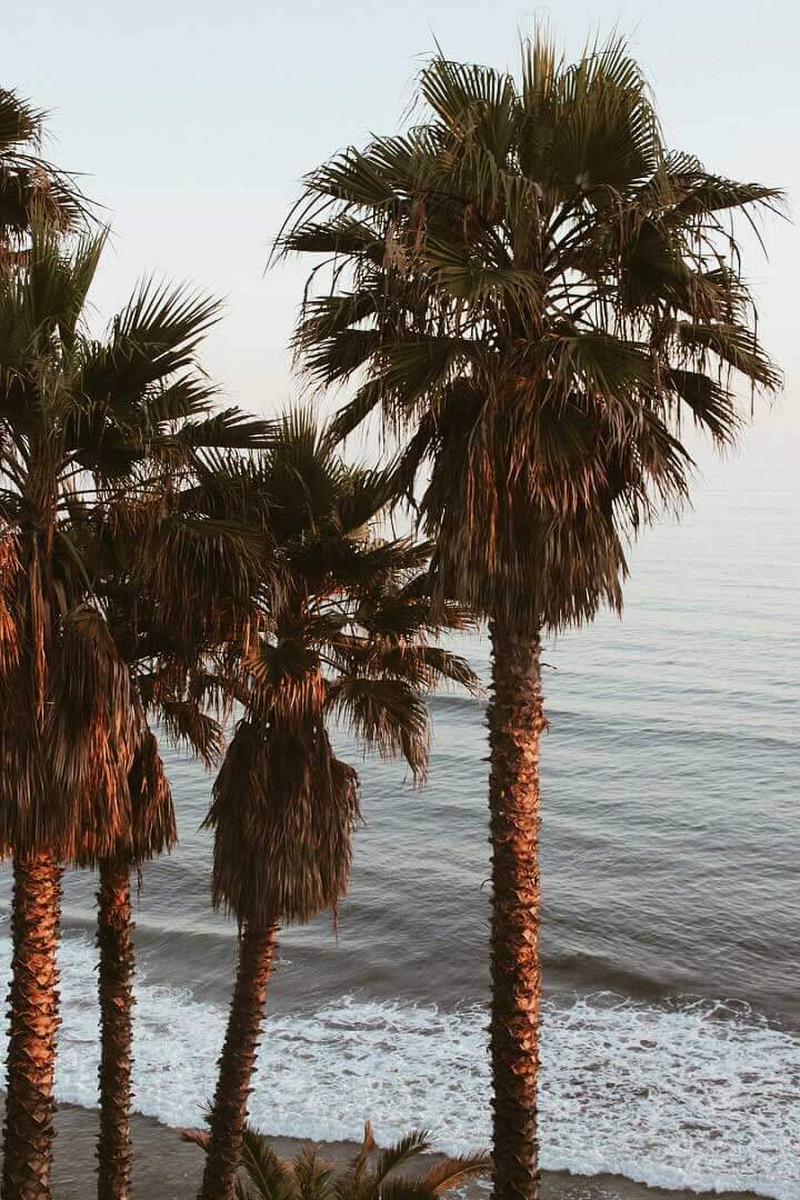 palm-trees-by-the-beach-in-Encinitas-California