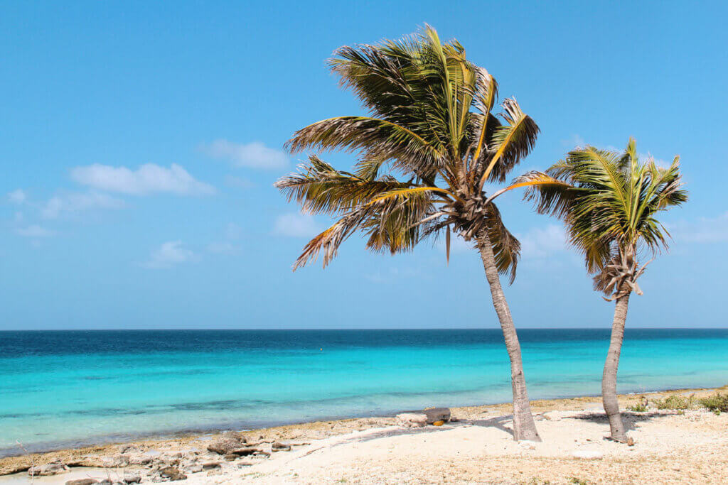 palm-trees-swaying-in-the-wind-at-Pink-Beach-in-Bonaire