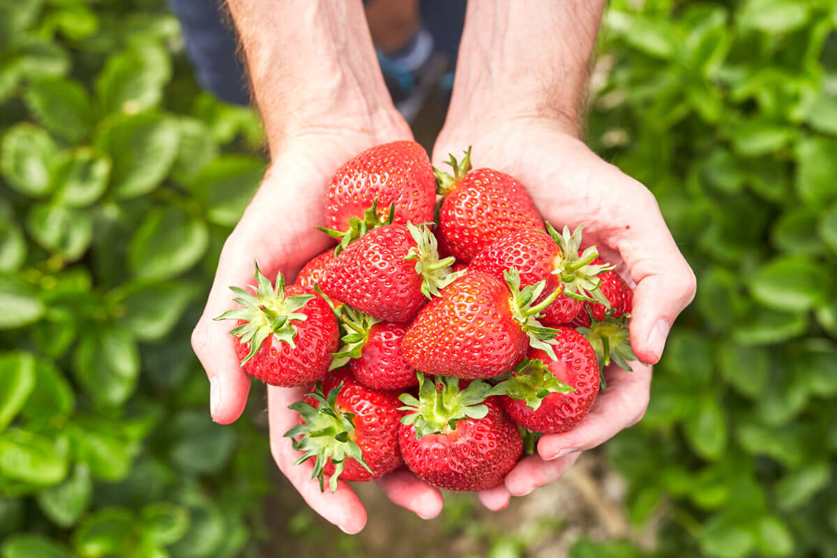 picking-strawberries