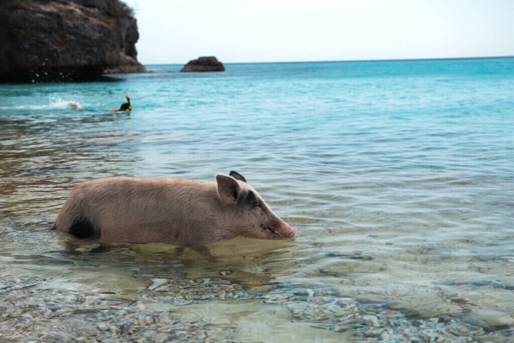 pig swimming at Grote Knip Beach Playa Kenepa Grandi in Curacao