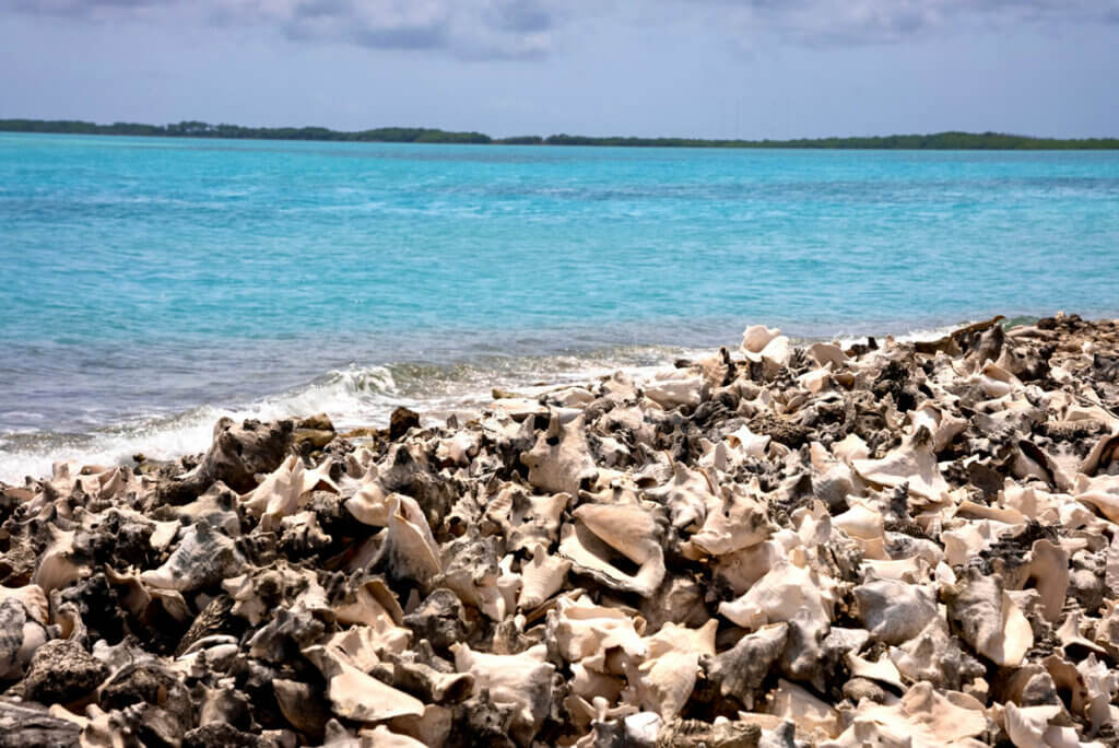 piles-of-queen-conch-shells-at-lac-cai-beach-in-Bonaire