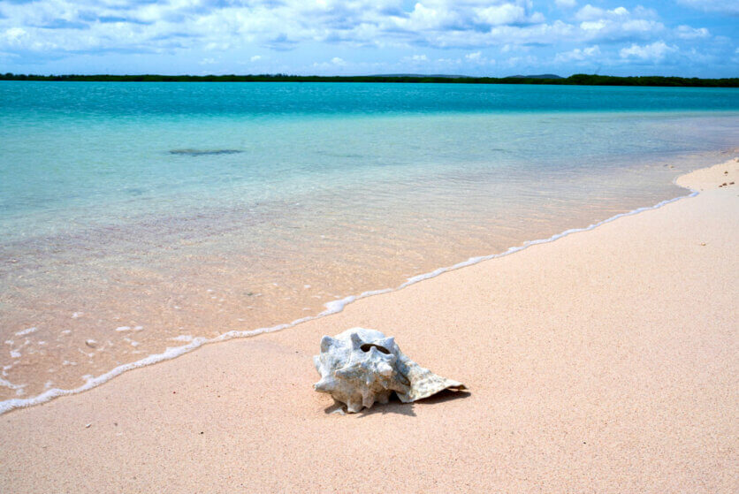 pink sand and queen conch shell at Lac Cai Beach in Bonaire