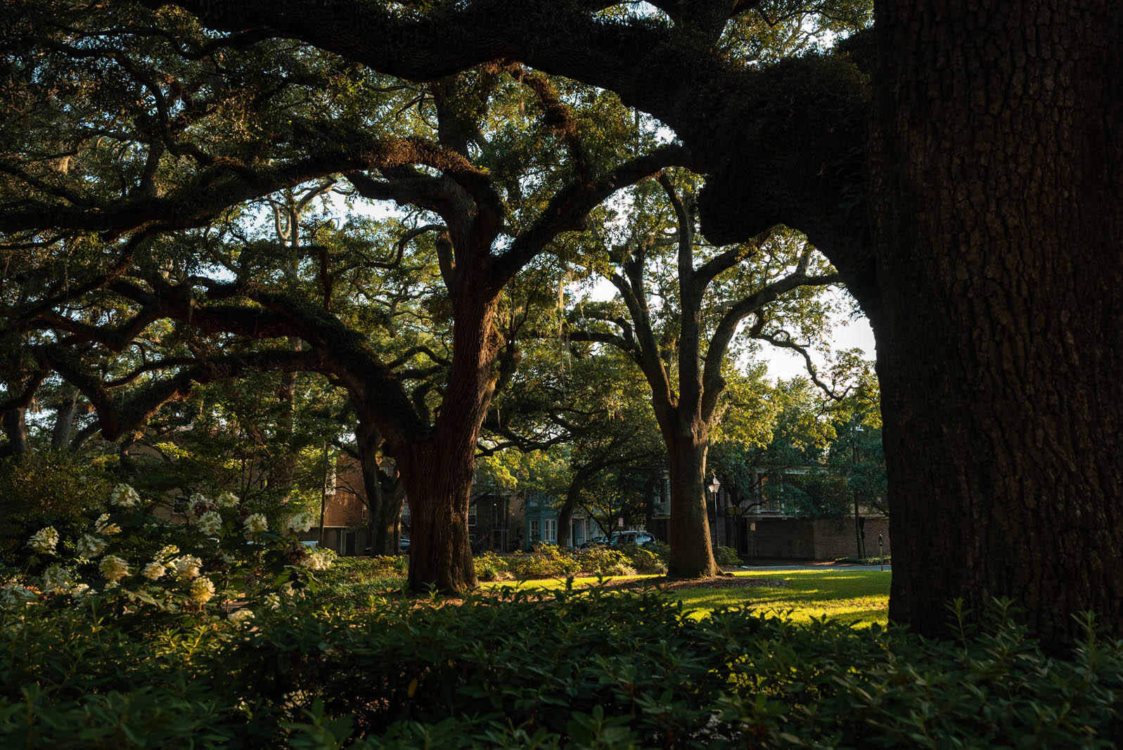 pretty view of live oak trees in Chatham Square in Savannah